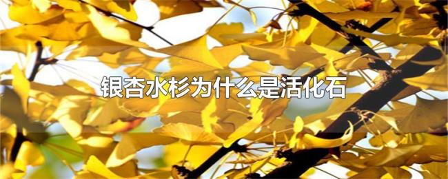 银杏水杉为什么是活化石