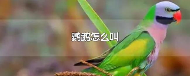 鹦鹉怎么叫 鹦鹉怎么叫