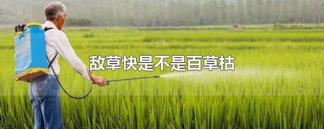 敌草快是不是百草枯 敌草快是不是百草枯