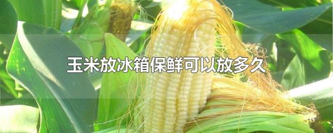 玉米放冰箱保鲜可以放多久