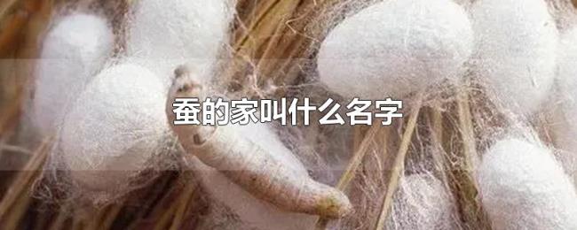 蚕的家叫什么名字 蚕的家叫什么名字