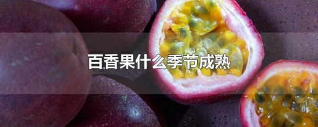 百香果什么季节成熟