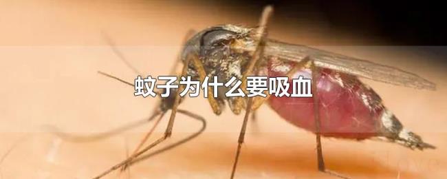 蚊子为什么要吸血