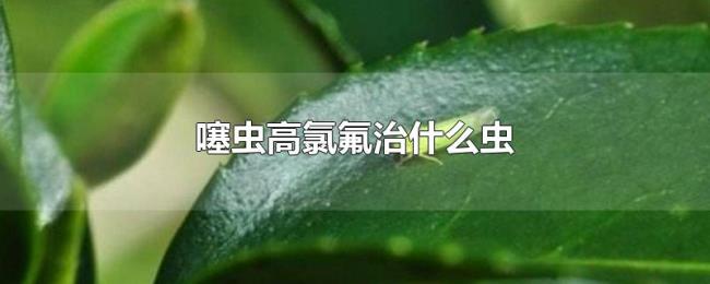 噻虫高氯氟治什么虫
