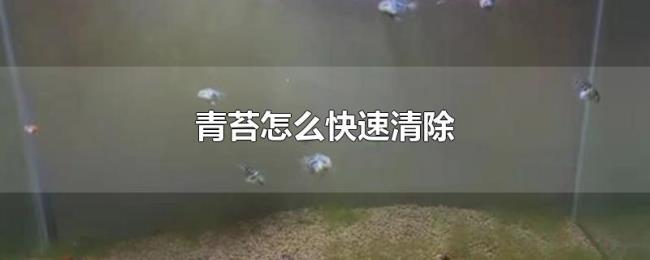 青苔怎么快速清除