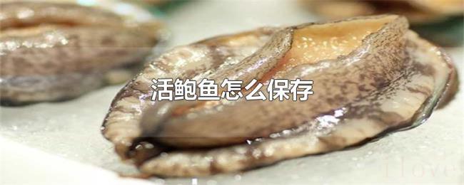 活鲍鱼怎么保存