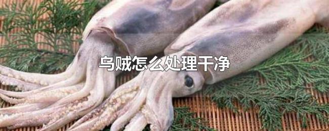 乌贼怎么处理干净