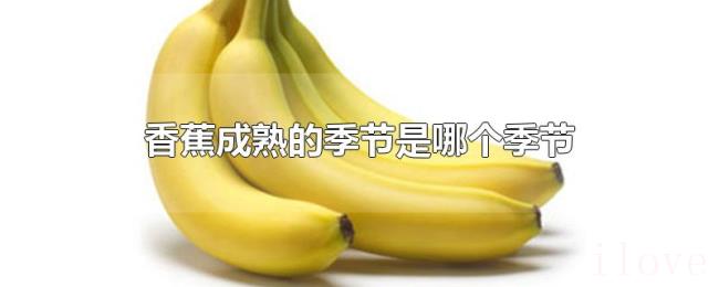 香蕉成熟的季节是哪个季节