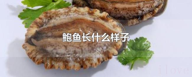 鲍鱼长什么样子