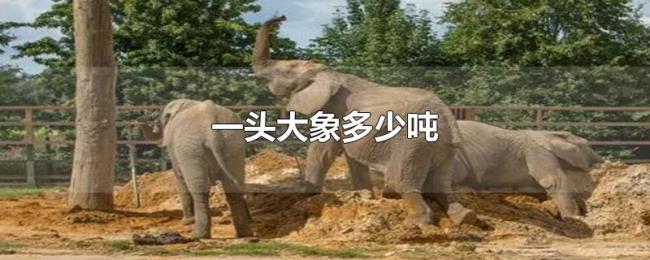 一头大象多少吨