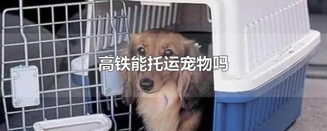 高铁能托运宠物吗