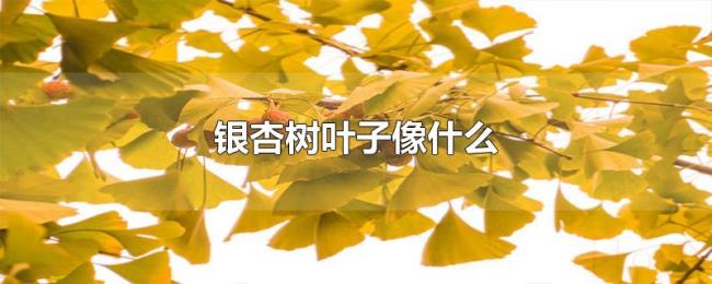 银杏树叶子像什么