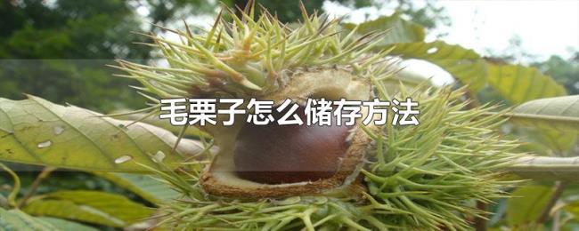 毛栗子怎么储存方法