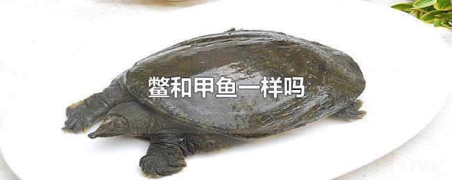 鳖和甲鱼一样吗