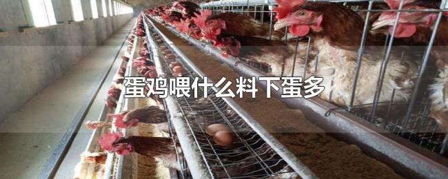 蛋鸡喂什么料下蛋多 蛋鸡喂什么料下蛋多