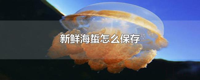 新鲜海蜇怎么保存