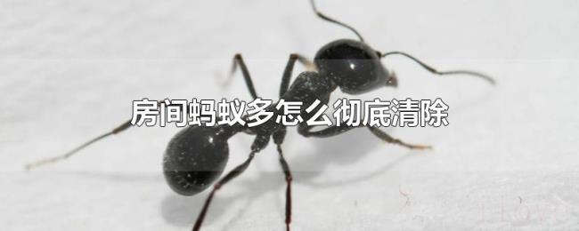 房间蚂蚁多怎么彻底清除 房间蚂蚁多怎么彻底清除