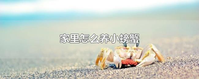 家里怎么养小螃蟹 家里怎么养小螃蟹