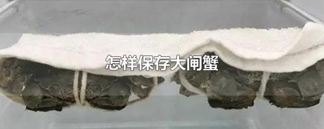 怎样保存大闸蟹 怎样保存大闸蟹
