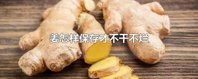 姜怎样保存才不干不烂