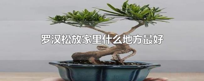 罗汉松放家里什么地方最好 罗汉松放家里什么地方最好