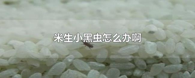 米生小黑虫怎么办啊 米生小黑虫怎么办啊