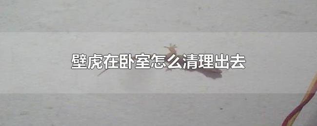 壁虎在卧室怎么清理出去 壁虎在卧室怎么清理出去