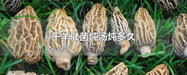 干羊肚菌炖汤炖多久
