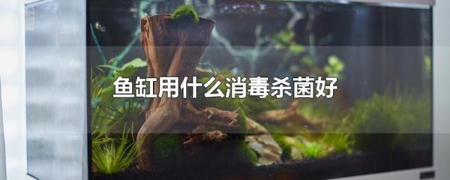 鱼缸用什么消毒杀菌好