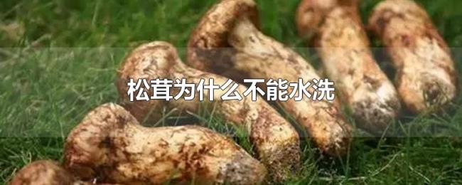 松茸为什么不能水洗