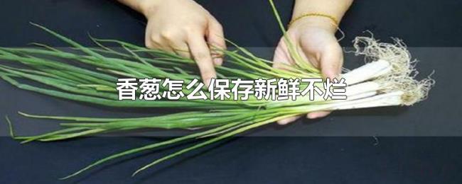 香葱怎么保存新鲜不烂