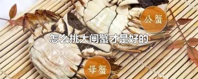 怎么挑大闸蟹才是好的 怎么挑大闸蟹才是好的