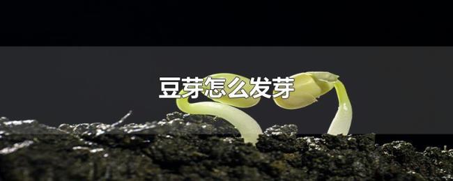 豆芽怎么发芽 豆芽怎么发芽