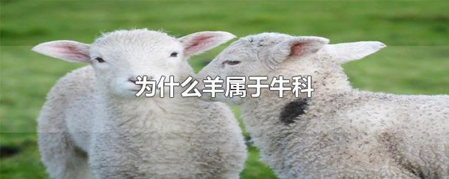 为什么羊属于牛科 为什么羊属于牛科