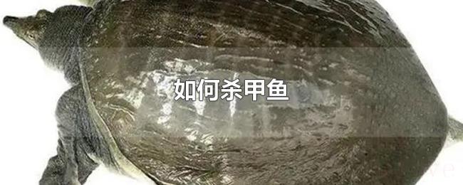 如何杀甲鱼 如何杀甲鱼
