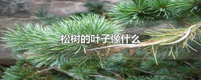 松树的叶子像什么