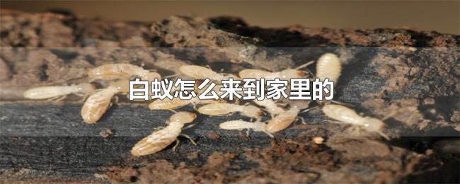 白蚁怎么来到家里的 白蚁怎么来到家里的