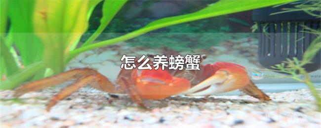 怎么养螃蟹