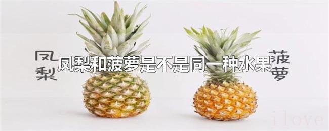 凤梨和菠萝是不是同一种水果