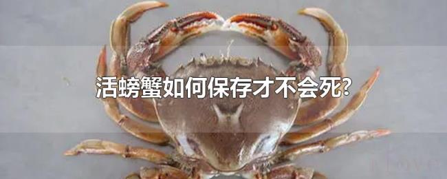 活螃蟹如何保存才不会死?