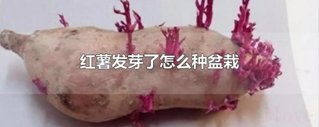 红薯发芽了怎么种盆栽 红薯发芽了怎么种盆栽