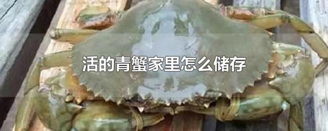 活的青蟹家里怎么储存 活的青蟹家里怎么储存