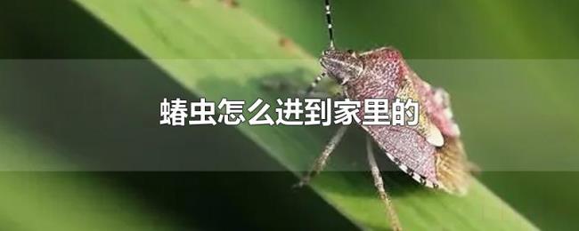 蝽虫怎么进到家里的