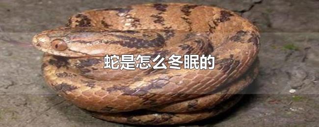 蛇是怎么冬眠的 蛇是怎么冬眠的