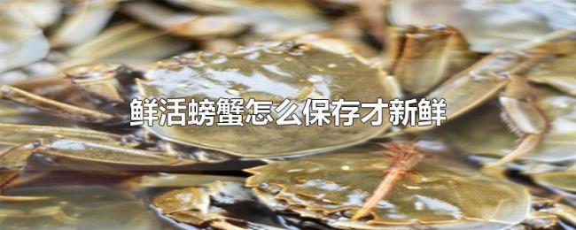 鲜活螃蟹怎么保存才新鲜 鲜活螃蟹怎么保存才新鲜