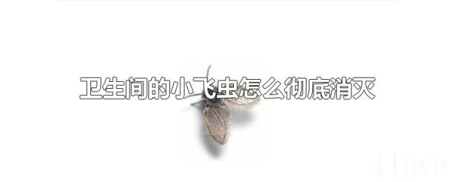 卫生间的小飞虫怎么彻底消灭 卫生间的小飞虫怎么彻底消灭