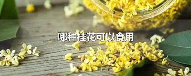 哪种桂花可以食用 哪种桂花可以食用