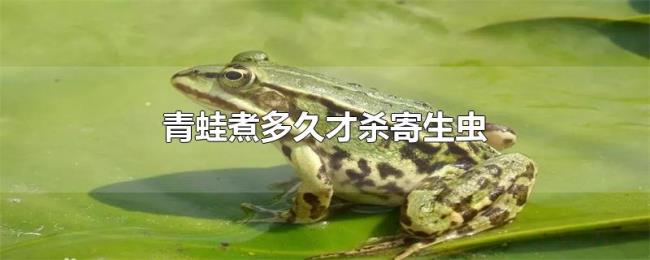 青蛙煮多久才杀寄生虫 青蛙煮多久才杀寄生虫