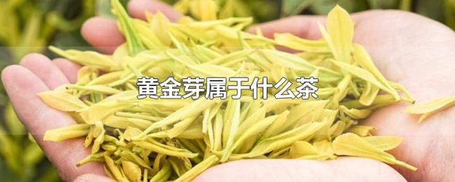 黄金芽属于什么茶 黄金芽属于什么茶