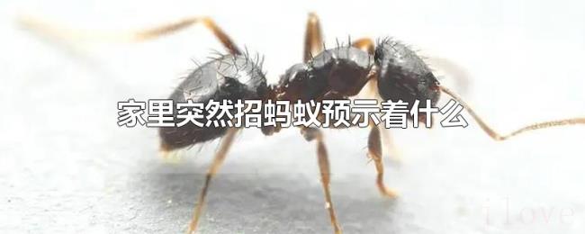 家里突然招蚂蚁预示着什么 家里突然招蚂蚁预示着什么